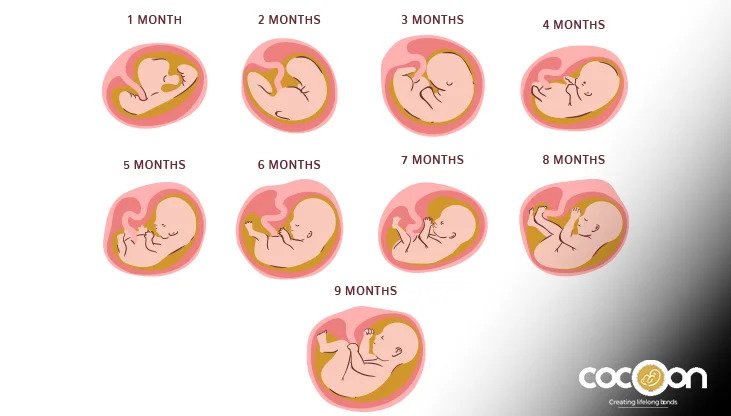 Fetal Size Guide: Weekly Weight and Height